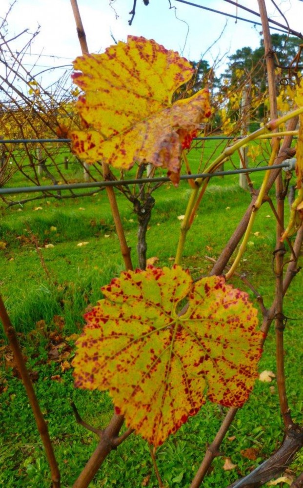 MAYleaves